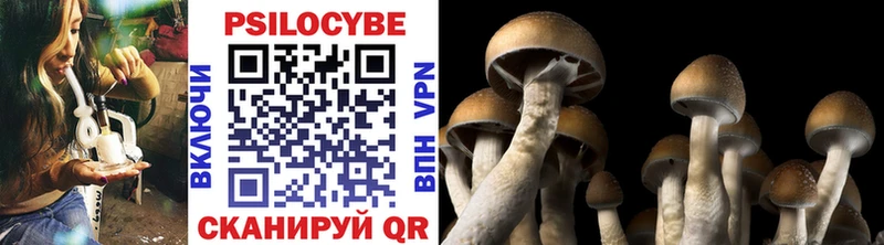 купить закладку  Берёзовский  Галлюциногенные грибы Psilocybe 